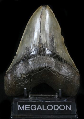 Huge, Serrated Megalodon Tooth - South Carolina #34357